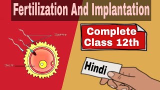 Fertilization And Implantation  Human Reproduction  Class 12  In Hindi  Be Educated [upl. by Llatsyrc916]