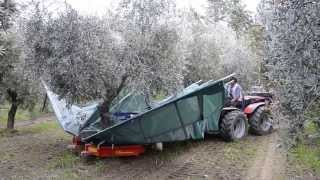 raccolta olive con scuotitore berardinucci [upl. by Anneres973]