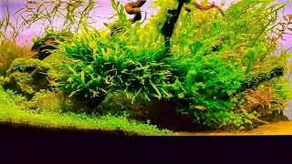 40 Gallon Aquascape Nature Aquarium  Aquascaping [upl. by Waverly460]