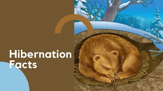 Hibernation Facts  Science Facts [upl. by Ateiluj]