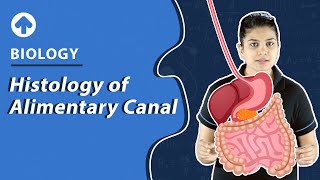 Histology of Alimentary Canal  Biology [upl. by Regnig]