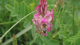 Sainfoin Bees Melitta dimidiata at Tilshead and Bustard Verdette Wiltshire 24 June 2024 [upl. by Kipper]