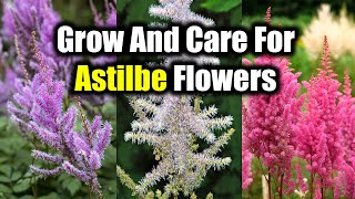 How To Grow And Care For Astilbe Flowers [upl. by Blau]