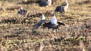 Sharptailed Grouse Lek [upl. by Krm]