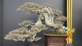 Pameran bonsai Piala Presiden Surabaya 2024 [upl. by Sutton627]