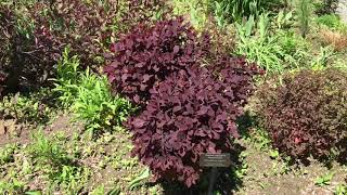 Cotinus coggygria Royal Purple Smokebush cultivar [upl. by Nalyk]