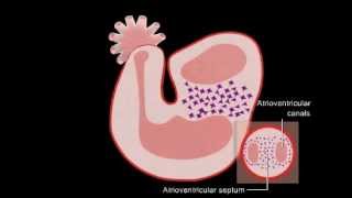 Embriologia  Desenvolvimento do Coração [upl. by Naujud]