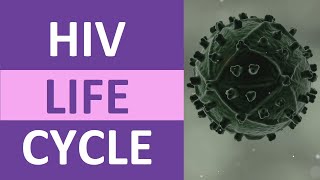 MiniLecture Series Overview of the HIV Life Cycle [upl. by Goodkin]