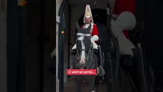 Nem todos são aceitos pelos cavalos da Guarda Real cavalo pets curiosidadeanimal [upl. by Zetrom98]