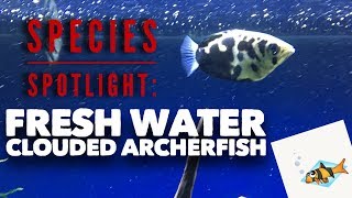 FRESHWATER CLOUDED ARCHERFISH SPECIES SPOTLIGHT [upl. by Ahsyad]