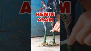 Kemin Ayam dan Khasiatnya ayambangkokindonesia ayambangkokimport anakayambangkok ayam [upl. by Navap514]