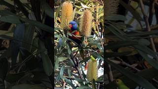 Rainbow lorikeets sounds and call make my day parrot birds tricks [upl. by Bushore418]