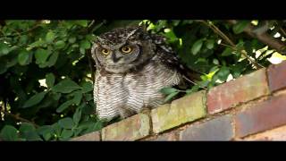 Spotted Eagleowl Hisses and Makes Clicking Sounds [upl. by Nonohcle]