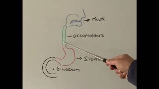 S1E39 How is Gastroscopy done Part 1 [upl. by Eldreeda]