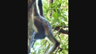 Wild Spider Monkey drinking water from a tree [upl. by Trammel]