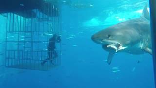 Great white shark swims into cage [upl. by Irwinn]