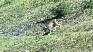 Canadian Lynx Coyote  A Rare Sight [upl. by Loutitia]