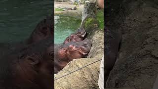 hippopotamus vs crocodile hippo hippopotamus crocodile facts animals wildlife nature tiktok [upl. by Sprague]