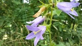 Campanula selvatica Campanula trachelium L medicinal plant [upl. by Cynara]