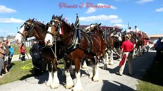 World famous Budweiser Clydesdale Spectacular show in Florida [upl. by Tanitansy]