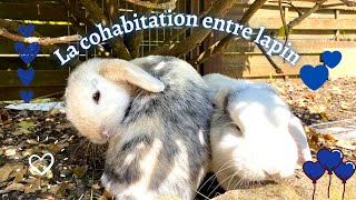 COHABITATION ENTRE LAPINS  Comment faire cohabiter deux lapins  Un deuxième lapin [upl. by Ardnusal]