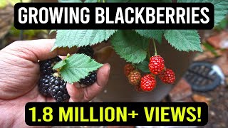 Growing Blackberries in Containers The Complete Guide [upl. by Follmer]