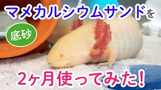 【底砂】マメカルシウムサンドを２ヶ月使ってみた感想 ウーパールーパー・飼育・かわいい・おもしろ・両生類・メキシコサンショウウオ・アホロートル・メキシコサラマンダー・動物・誤飲 [upl. by Aineval]