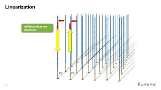 Learn about Illuminas NextGeneration Sequencing Workflow [upl. by Bluhm]