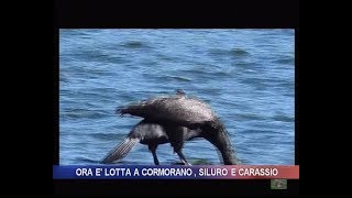 Ora è lotta a cormorano siluro e carassio [upl. by Sugirdor]