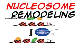 Nucleosome Remodeling [upl. by Akeyla]