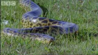 Attenborough  Anaconda gives birth underwater  BBC wildlife [upl. by Kazimir]