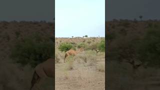 camels fast running why camelrace camellife animals [upl. by Weslee]