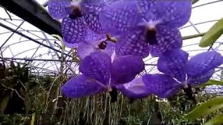 Exotic Orchid Vanda Rothschildiana Purple  Vanda coerulea x V sanderiana [upl. by Vernen913]