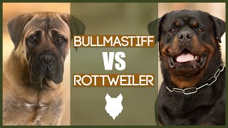 BULLMASTIFF VS ROTTIE [upl. by Lynnelle]