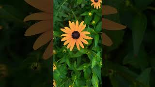 Black — Eyed Susan ルドベキアヒルタflower [upl. by Eenimod]