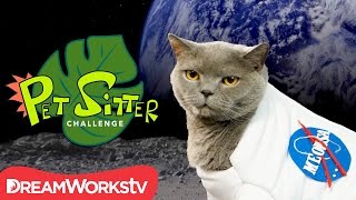 Homemade Cat Calendar  PET SITTER CHALLENGE [upl. by Mirth472]