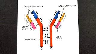 Structure Of Antibody Diagram  Diagram Of Antibody Molecule  Class 12  Biology [upl. by Ffilc]