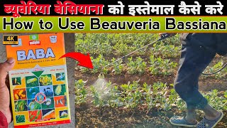 How to Use Beauveria Bassiana  Dose for Foliar amp Soil Application  Beauveria को इस्तेमाल कैसे करे [upl. by Electra266]