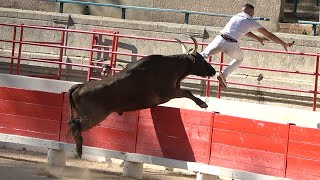 BEAUCAIRE27062024Taureaux JeunesCourse Camarguaise [upl. by Otrebogir]