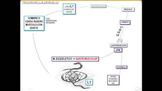 VIDEO 13  TRICHINELLA SPIRALIS [upl. by Eedyah]