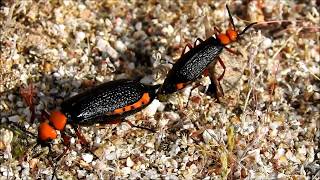 Closeups of blister beetles mating Lytta magister while foraging for greens [upl. by Talyah333]