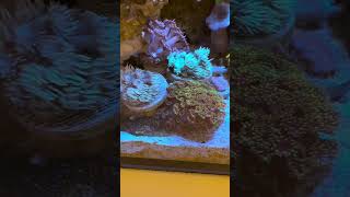 Gonipora Coral Garden in Nano Reef Aquarium [upl. by Kcirdor383]