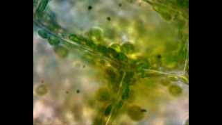 Práctica observación ciclosis Cellular cyclosis in Elodea canadensis [upl. by Neelie]