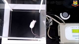 IRActimeter Panlab I Actophotometer Test I Mouse Locomotion Study I Behavioral Study I Harvard [upl. by Dusen369]