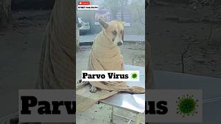 Parvo Virus Treatment 🦠 160  shorts minivlog dog [upl. by Noyes546]