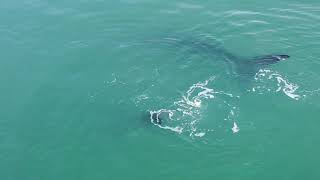 Whales at Hartenbos [upl. by Rafa420]