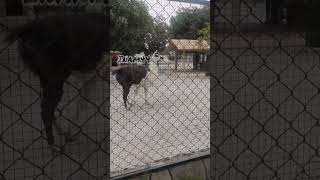 Llama Cute Animal  Islamabad Zoo  islamabadzoo llamasgemelas alpaca trendingshorts inam44 [upl. by Kenon]