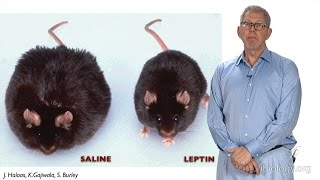 Jeffrey Friedman Rockefeller UHHMI The Causes of Obesity and the Discovery of Leptin [upl. by Corder887]