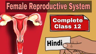 Female Reproductive System  Class 12  Fallopian Tube  External Genitalia  Uterus  Ovary [upl. by Anbul744]