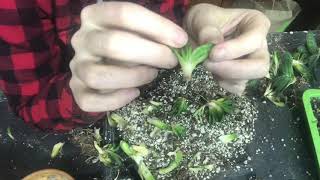 Repotting An Over Crowded Gasteria Minima [upl. by Nalac]